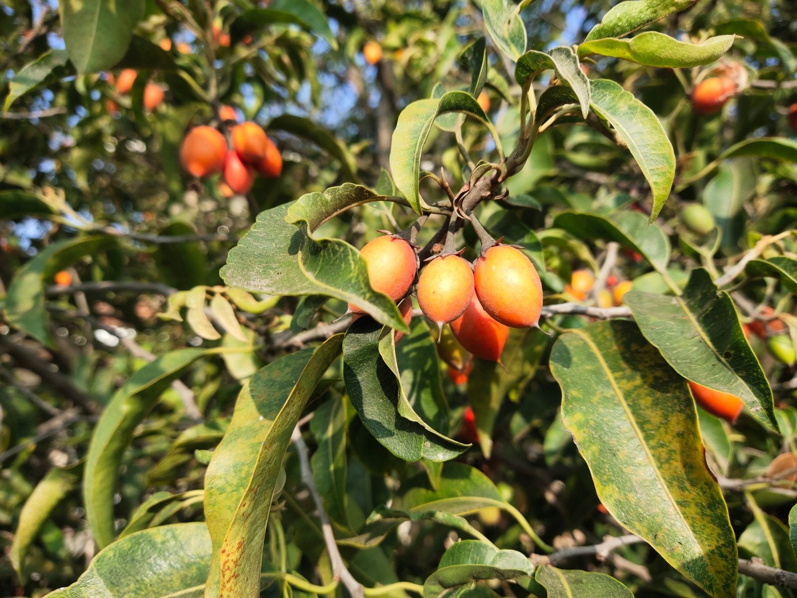 Beakul BAKUL – Empress Botanical Garden