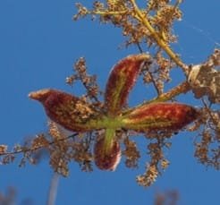 Kandol – Empress Botanical Garden
