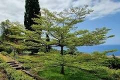 Umbrella Tree – Empress Botanical Garden
