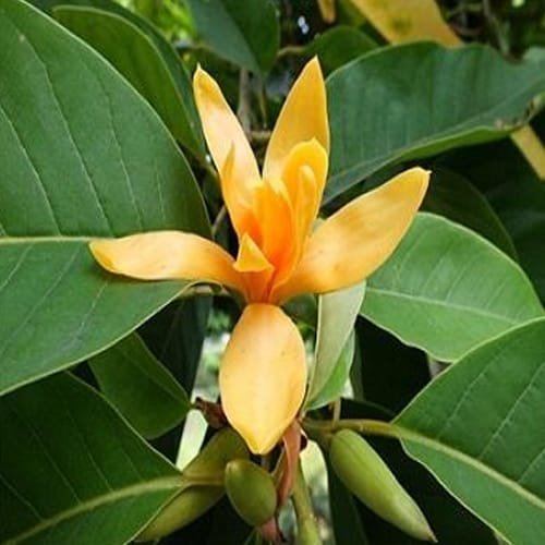 Sinchafa Tree Sonchafa – Empress Botanical Garden